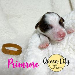 Primrose - Red tri-color female Australian Shepherd puppy in Falmouth, Kentucky from Queen City Farm