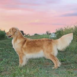 Puffin - Golden Retriever