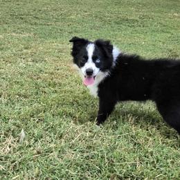 Diamond - Black & white female Miniature Australian Shepherd puppy in Owensboro, Kentucky from JnT's Bluegrass Mini Aussies