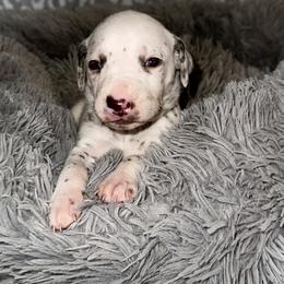 Snow - White and liver brown female Dalmatian puppy in Travelers Rest, South Carolina from Cotton Top