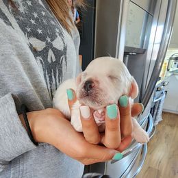 Bichon Frise Puppies from Waterloo Bichons AKC