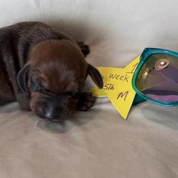Star - Red male Redbone Coonhound puppy in Angleton, Texas from Dorsett Dogs