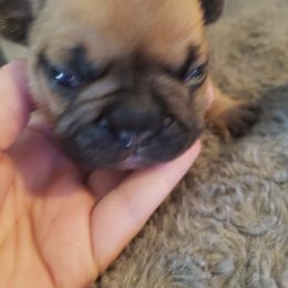 French Bulldog Puppies from Kelli's Frenchies