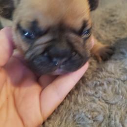 French Bulldog Puppies from Kelli's Frenchies
