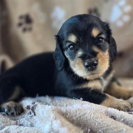Clover, AKC - Black and cream male Dachshund puppy in Tucson, Arizona from Crowned Doxies