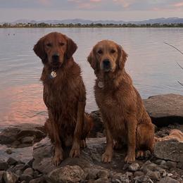 Golden Retrievers from Summit Canine Breeding