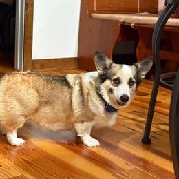 Truffles - Sable female Pembroke Welsh Corgi puppy in Paradise, Texas from Corgis in Paradise