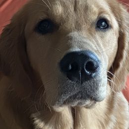 Robin - Golden Retriever