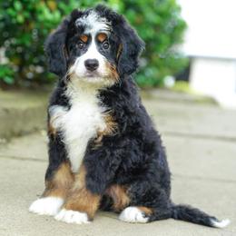 Elko (socialization program grad) - Tri-color male Bernedoodle puppy in Dundee, Ohio from Down Home Doodle