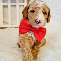 Oliver - Brown and white male Bernedoodle puppy in Elkhart, Iowa from McKenzie Payne