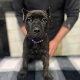 Purple Collar - Black brindle female Cane Corso puppy in Beaver Crossing, Nebraska from Blue River Cane Corso