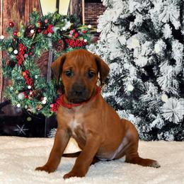Puppy - Red wheaten female Rhodesian Ridgeback puppy in Bronson, Florida from Chioke Rhodesians