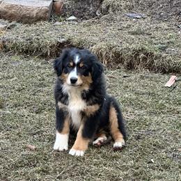 Jack Frost - Black tri-color male Australian Shepherd puppy in Kila, Montana from Glacier Aussies