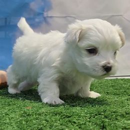 Randy - White male Maltese puppy in Aurora, Missouri from KnJ Precious Paws LLC