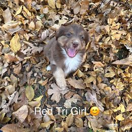 RTF - Red tri-color female Miniature American Shepherd puppy in Prairie Grove, Arkansas from IQ Farms