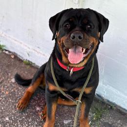 Baela - Rottweiler