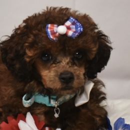 Maltipoos and Poodles from Collier's Canines