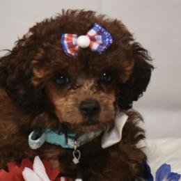 Maltipoos and Poodles from Collier's Canines