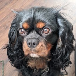 Rocky - Cavalier King Charles Spaniel