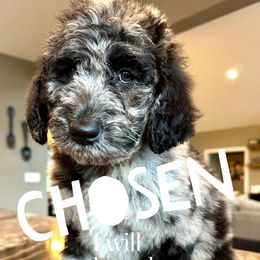 Winifred - female Newfypoo puppy in Jackson, Missouri from Two Sisters Ranch, LLC