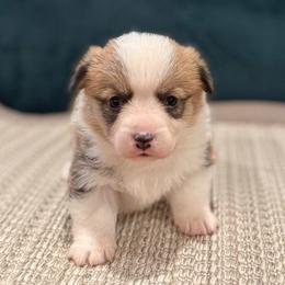 Ladybug - Sable female Pembroke Welsh Corgi puppy in Arcanum, Ohio from Weissway Corgis