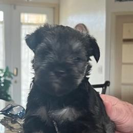 Miniature Schnauzers from Jen's Miniature Schnauzers