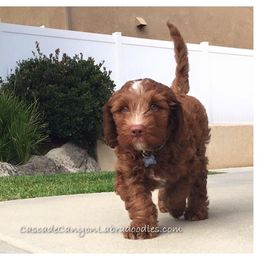 Australian Labradoodle Puppies from Cascade Canyon Labradoodles