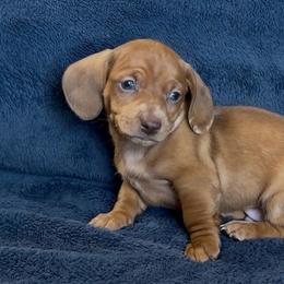 Watermelon - Dapple male Dachshund puppy in Escalon, California from Dashing Dachshunds RF