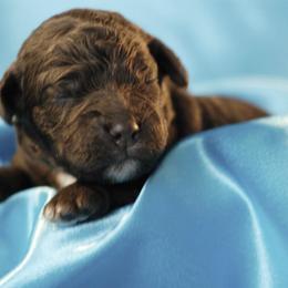 Lagotto Romagnolo Puppies from Morena