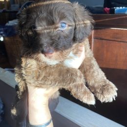 Aussiedoodle Puppies from CF Aussiedoodles