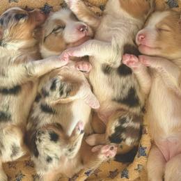 Australian Shepherd Puppies from Legacy Water Australian Shepherds