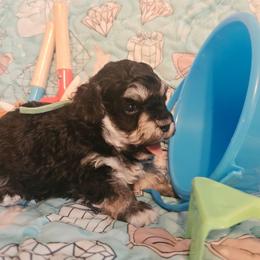 Lil Bubba - Phantom male Poodle puppy in Wittmann, Arizona from Marlees Puppies 1