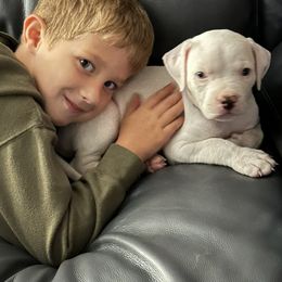 American Bulldog Puppies from Slayton's American Bulldogs