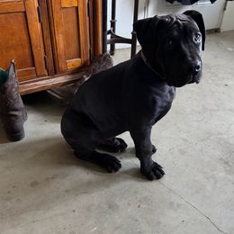 Orange collar - Boerboel puppy from Adoraboerboels