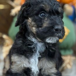Wednesday - Tri-color female Bernedoodle puppy in Montverde, Florida from Central Florida Bernedoodles