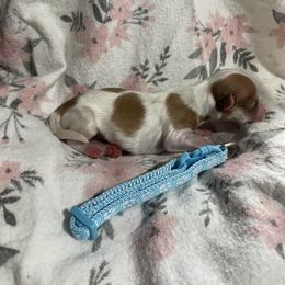 Ro AKC registered - Fawn sable male Havanese puppy in Cochran, Georgia from Dean Supreme