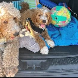Rubi - Goldendoodle