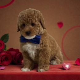 Bernedoodle, Cavapoo, Goldendoodle, Miniature Schnauzer, and Poodle Puppies from Pet Inn Xxweetdoodles
