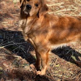 Benelli - Golden Retriever