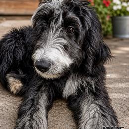 Sweet Pup's Fudge Swirl - Black and white male Bernedoodle puppy in North Zulch, Texas from Sweet Pup Schnauzers