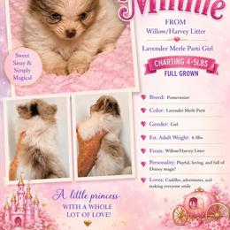 Minnie - Lavender female Pomeranian puppy in Cropwell, Alabama from Poms On The Lake