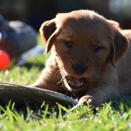 Golden Retriever Puppies from Earley Goldens