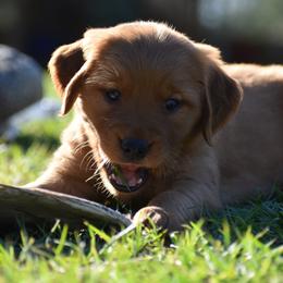 Golden Retriever Puppies from Earley Goldens