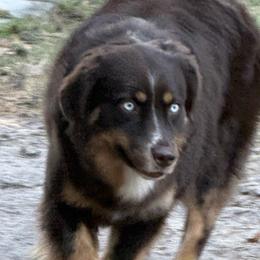 Australian Shepherds and Pembroke Welsh Corgis from G2K9’s