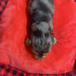Dachshund Puppies from KW’s Doxies