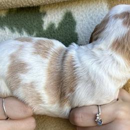 Cece girl - Orange and white female Brittany puppy in Floyd Knobs, Indiana from Cross Creek Brittanys