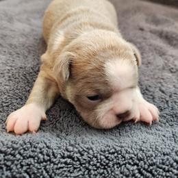 Boston Terrier Puppies from Bostic's bostons