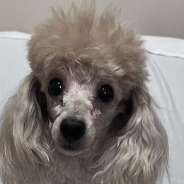 Butter - Poodle