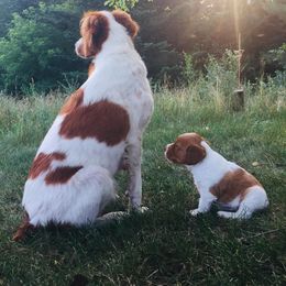 Brittany and Vizsla Puppies from Dzika Place Kennels