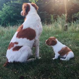 Brittany and Vizsla Puppies from Dzika Place Kennels